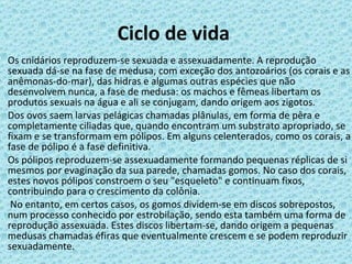 Ciclo de vida  Os cnidários reproduzem-se sexuada e assexuadamente. A reprodução sexuada dá-se na fase de medusa, com exceção dos antozoários (os corais e as anêmonas-do-mar), das hidras e algumas outras espécies que não desenvolvem nunca, a fase de medusa: os machos e fêmeas libertam os produtos sexuais na água e ali se conjugam, dando origem aos zigotos. Dos ovos saem larvas pelágicas chamadas plânulas, em forma de pêra e completamente ciliadas que, quando encontram um substrato apropriado, se fixam e se transformam em pólipos. Em alguns celenterados, como os corais, a fase de pólipo é a fase definitiva. Os pólipos reproduzem-se assexuadamente formando pequenas réplicas de si mesmos por evaginação da sua parede, chamadas gomos. No caso dos corais, estes novos pólipos constroem o seu "esqueleto" e continuam fixos, contribuindo para o crescimento da colônia. No entanto, em certos casos, os gomos dividem-se em discos sobrepostos, num processo conhecido por estrobilação, sendo esta também uma forma de reprodução assexuada. Estes discos libertam-se, dando origem a pequenas medusas chamadas éfiras que eventualmente crescem e se podem reproduzir sexuadamente. 
