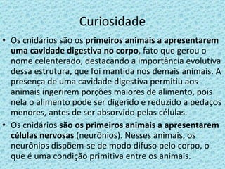 Curiosidade Os cnidários são os  primeiros animais a apresentarem uma cavidade digestiva no corpo , fato que gerou o nome celenterado, destacando a importância evolutiva dessa estrutura, que foi mantida nos demais animais. A presença de uma cavidade digestiva permitiu aos animais ingerirem porções maiores de alimento, pois nela o alimento pode ser digerido e reduzido a pedaços menores, antes de ser absorvido pelas células. Os cnidários  são os primeiros animais a apresentarem células nervosas  (neurônios). Nesses animais, os neurônios dispõem-se de modo difuso pelo corpo, o que é uma condição primitiva entre os animais. 