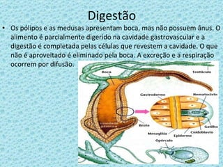 Digestão Os pólipos e as medusas apresentam boca, mas não possuem ânus. O alimento é parcialmente digerido na cavidade gastrovascular e a digestão é completada pelas células que revestem a cavidade. O que não é aproveitado é eliminado pela boca. A excreção e a respiração ocorrem por difusão. 