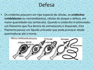 Defesa Os cnidários possuem um tipo especial de células, os  cnidócitos  ( cnidoblastos  ou nematoblastos), células de ataque e defesa, em maior quantidade nos tentáculos. Quando o cnidocílio é estimulado, um filamento que fica dentro do nematocisto é disparado. Este filamento possui um líquido urticante que pode provocar desde queimaduras até a morte. 
