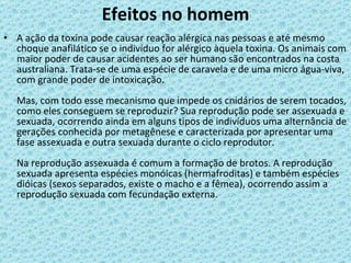 Efeitos no homem A ação da toxina pode causar reação alérgica nas pessoas e até mesmo choque anafilático se o indivíduo for alérgico àquela toxina. Os animais com maior poder de causar acidentes ao ser humano são encontrados na costa australiana. Trata-se de uma espécie de caravela e de uma micro água-viva, com grande poder de intoxicação. Mas, com todo esse mecanismo que impede os cnidários de serem tocados, como eles conseguem se reproduzir? Sua reprodução pode ser assexuada e sexuada, ocorrendo ainda em alguns tipos de indivíduos uma alternância de gerações conhecida por metagênese e caracterizada por apresentar uma fase assexuada e outra sexuada durante o ciclo reprodutor. Na reprodução assexuada é comum a formação de brotos. A reprodução sexuada apresenta espécies monóicas (hermafroditas) e também espécies dióicas (sexos separados, existe o macho e a fêmea), ocorrendo assim a reprodução sexuada com fecundação externa. 