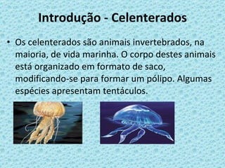 Introdução - Celenterados Os celenterados são animais invertebrados, na maioria, de vida marinha. O corpo destes animais está organizado em formato de saco, modificando-se para formar um pólipo. Algumas espécies apresentam tentáculos. 