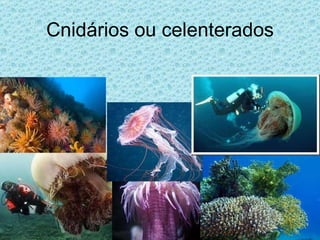 Cnidários ou celenterados 