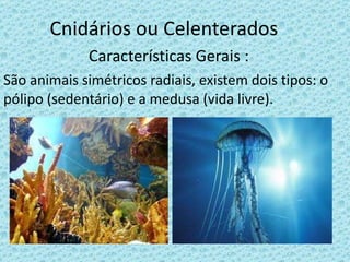 Cnidários ou Celenterados Características Gerais : São animais simétricos radiais, existem dois tipos: o pólipo (sedentário) e a medusa (vida livre).  