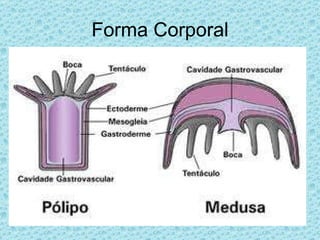 Forma Corporal 