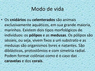 Modo de vida Os  cnidários  ou  celenterados  são animais exclusivamente aquáticos, em sua grande maioria, marinhos. Existem dois tipos morfológicos de indivíduos: os  pólipos  e as  medusas . Os pólipos são sésseis, ou seja, vivem fixos a um substrato e as medusas são organismos livres e natantes. São diblásticos, protostômios e com simetria radial. Podem formar colônias como é o caso das  caravelas  e dos  corais . 