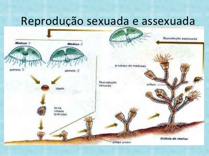 Qual A Principal Maneira Pela Qual Esses Seres Se Reproduzem