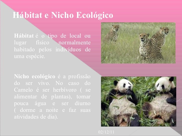 Qual A Diferença Entre Habitat E Nicho