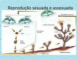 Reprodução sexuada e assexuada 