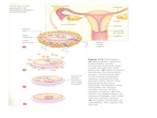 Biologia – 12º Ano (FecundaçãO)