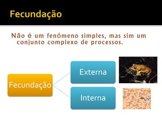 Biologia – 12º Ano (FecundaçãO)