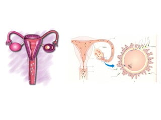 Biologia – 12º Ano (FecundaçãO)