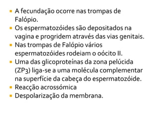 Biologia – 12º Ano (FecundaçãO)