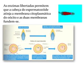 Biologia – 12º Ano (FecundaçãO)