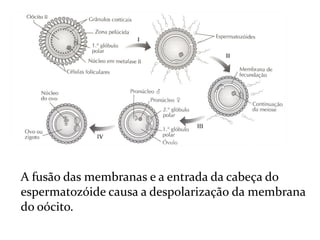 Biologia – 12º Ano (FecundaçãO)