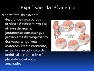 Biologia – 12º Ano (Mecanismos Que Controlam O Desenvolvimento EmbrionáRio Parto)