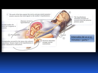 Biologia – 12º Ano (Mecanismos Que Controlam O Desenvolvimento EmbrionáRio Parto)