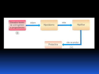 Biologia – 12º Ano (Mecanismos Que Controlam O Desenvolvimento EmbrionáRio Parto)