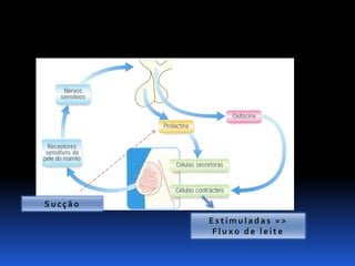 Biologia – 12º Ano (Mecanismos Que Controlam O Desenvolvimento EmbrionáRio Parto)
