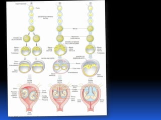 Biologia – 12º Ano (Mecanismos Que Controlam O Desenvolvimento EmbrionáRio Parto)