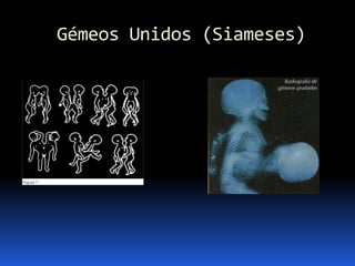 Biologia – 12º Ano (Mecanismos Que Controlam O Desenvolvimento EmbrionáRio Parto)