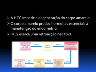 Biologia – 12º Ano (Mecanismos Que Controlam O Desenvolvimento EmbrionáRio Parto)