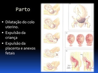 Biologia – 12º Ano (Mecanismos Que Controlam O Desenvolvimento EmbrionáRio Parto)
