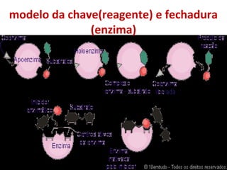 modelo da chave(reagente) e fechadura
(enzima)
 