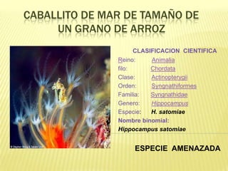 CABALLITO DE MAR DE TAMAÑO DE
     UN GRANO DE ARROZ
                     CLASIFICACION CIENTIFICA
               Reino:     Animalia
               filo:      Chordata
               Clase:     Actinopterygii
               Orden:     Syngnathiformes
               Familia:   Syngnathidae
               Genero:    Hippocampus
               Especie:   H. satomiae
               Nombre binomial:
               Hippocampus satomiae


                    ESPECIE AMENAZADA
 