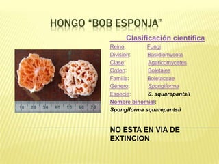 HONGO “BOB ESPONJA”
               Clasificación científica
          Reino:       Fungi
          División:    Basidiomycota
          Clase:       Agaricomycetes
          Orden:       Boletales
          Familia:     Boletaceae
          Género:      Spongiforma
          Especie:     S. squarepantsii
          Nombre binomial:
          Spongiforma squarepantsii


          NO ESTA EN VIA DE
          EXTINCION
 