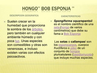 HONGO’’ BOB ESPONJA ’’
     DESCRIPCION GEOGRAFICA                CARACTERISTICAS

   Suelen crecer en la              Spongiforma squarepantsii
    humedad que proporciona           es el nombre científico de una
                                      seta (hongo de varios
    la sombra de los árboles,         centímetros) que debe su
    pero también en cualquier         fama a Bob Esponja
    ambiente húmedo y con
    poca luz. Unas especies            Las setas o callampas[ son
    son comestibles y otras son       los esporocarpos, cuerpos
    venenosas, e incluso              fructíferos o pileo de un
    existen varias con efectos        conjunto de hongos
                                      pluricelulares (basidiomycota)
    psicoactivos.                     que incluye muchas especies.
 