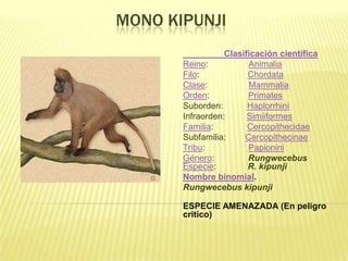 MONO KIPUNJI
                  Clasificación científica
       Reino:           Animalia
       Filo:            Chordata
       Clase:           Mammalia
       Orden:           Primates
       Suborden:        Haplorrhini
       Infraorden:      Simiiformes
       Familia:         Cercopithecidae
       Subfamilia:     Cercopithecinae
       Tribu:           Papionini
       Género:          Rungwecebus
       Especie:         R. kipunji
       Nombre binomial.
       Rungwecebus kipunji

       ESPECIE AMENAZADA (En peligro
       critico)
 