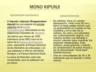 MONO KIPUNJI
      DESCRIPCION GEOGRAFICA                         CARACTERISTICAS

   El kipunji o kipunyi (Rungwecebus          Es arbóreo, tiene un vientre
    kipunji) es una especie de primate          blanquecino, mide unos 90 cm y
                                                tiene un largo pelaje marrón que
    catarrino de la familia                     va apareciendo en crestas en los
    Cercopithecidae descubierta en las          costados y en lo alto de su
    altiplanicies forestales de Tanzania.       cabeza. Su cara y sus párpados
     Se estima que menos de 1000                son uniformemente negros. Los
                                                machos emiten una llamada a
    individuos (unos 500) viven en la           mucho volumen para coordinar los
    selva de la Reserva de Ndundulu,            espacios intergrupales. Este
    zona adyacente al Parque Nacional           reclamo, entre graznido y ladrido,
    de las Montañas de Udzungwa y en            es característico de estos monos y
    una población a 400 km del Monte            se ha denominado "honk-bark",
    Rungwe y el Parque Nacional Kitulo.         (ladrido-bocina).
                                               Vive en comunidades de 30 a 36
   La selva de Ndundulu está más               individuos que se asocian a otros
    compactada, pero la población ahí           monos.
    es menor.
 