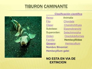 TIBURON CAMINANTE
               Clasificación científica
        Reino:         Animalia
        Filo:          Chordata
        Clase:         Chondrichthyes
        Subclase:      Elasmobranchii
        Superorden: Selachimorpha
        Orden:          Orectolobiformes
        Familia:        Hemiscylliidae
        Género:         Hemiscyllium
        Nombre Binomial:
        Hemiscyllium galei


        NO ESTA EN VIA DE
          EXTINCION
 