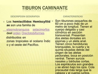 TIBURON CAMINANTE
       DESCRIPCION GEOGRAFICA                    CARACTERISTICAS

   Los hemiscilíidos Hemiscylliid        Son tiburones pequeños de
    ae son una familia de                  60 cm a poco más de un
                                           metro de longitud. Tienen el
    elasmobranquios selacimorfos           cuerpo delgado y casi
    deel orden Orectolobiformes            cilíndrico en sección
                                           transversal. Presentan
    distribuidos en                        dos aletas dorsales sin
    zonas tropicales el océano Índic       espinas y un aleta anal.
    o y el oeste del Pacífico.             Tienen cinco hendiduras
                                           branquiales, la cuarta y la
                                           quinta situadas detrás del
                                           origen de las aletas
                                           pectorales; boca en posición
                                           ventral. Tienen surcos
                                           nasales y bárbulas cortas.
                                           Los espiráculos son grandes
                                           y se abren bajo los ojos. Cola
                                           precaudal más larga que la
                                           cabeza y el cuerpo juntos.
 
