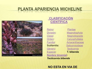 PLANTA APARIENCIA MICHELINE
             CLASIFICACIÓN
              CIENTÍFICA

            Reino:            Plantae
            División:        Magnoliophyta
            Clase:            Magnoliopsida
            Orden:           Caryophyllales
            Familia:         Amaranthaceae
            Subfamilia:      Salicornioideae
            Género:          Tecticornia
            Especie:         T. bibenda
            Nombre binomial:
            Tecticornia bibenda


            NO ESTA EN VIA DE
 