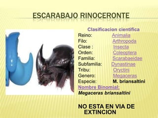 ESCARABAJO RINOCERONTE
                Clasificacion cientifica
          Reino:           Animalia
          Filo:            Arthropoda
          Clase :           Insecta
          Orden:            Coleoptera
          Familia:         Scarabaeidae
          Subfamilia:      Dynastinae
          Tribu:            Oryctini
          Genero:           Megaceras
          Especie:         M. briansaltini
          Nombre Binomial:
          Megaceras briansaltini

          NO ESTA EN VIA DE
           EXTINCION
 