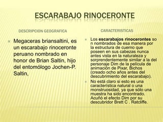 ESCARABAJO RINOCERONTE
      DESCRIPCION GEOGRAFICA               CARACTERISTICAS

                                     Los escarabajos rinocerontes so
   Megaceras briansaltini, es        n nombrados de esa manera por
    un escarabajo rinoceronte         la estructura de cuerno que
                                      poseen en sus cabezas nunca
    peruano nombrado en               antes vista en la naturaleza y
    honor de Brian Saltin, hijo       sorprendentemente similar a la del
                                      personaje Dim de la película de
    del entomólogo Jochen-P.          animación de Pixar, Bichos
    Saltin,                           (creado ocho años antes del
                                      descubrimiento del escarabajo).
                                     No está claro si esto es una
                                      característica natural o una
                                      monstruosidad, ya que sólo una
                                      muestra ha sido encontrado.
                                      Acuñó el efecto Dim por su
                                      descubridor Brett C . Ratcliffe.
 