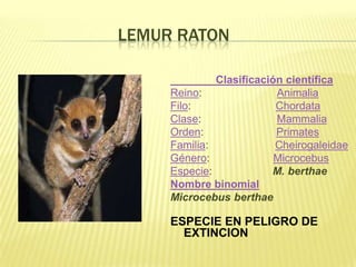 LEMUR RATON

              Clasificación científica
     Reino:               Animalia
     Filo:                Chordata
     Clase:               Mammalia
     Orden:               Primates
     Familia:             Cheirogaleidae
     Género:              Microcebus
     Especie:            M. berthae
     Nombre binomial
     Microcebus berthae

     ESPECIE EN PELIGRO DE
       EXTINCION
 