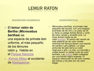 LEMUR RATON

      DESCRIPCION GEOGRAFICA                 CARACTERISTICAS

                                     Microcebus berthae, el primate más
   El lemur ratón de                 pequeño del mundo, con una longitud
    Berthe (Microcebus                promedio de 92 mm y un peso de 30
                                      g tiene un pelaje dorsal denso y corto
    berthae) es                       de color canela y amarillo ocre. La
                                      línea dorsal media es de
    una especie de primate lem        color leonado. El centro del vientre de
                                      esta especie es de color canela
    uriforme, el más pequeño          mientras los flancos tienen una mezcla
    de los lémures                    de canela y gris pálidos. La capa
                                      profunda de pelo tiene un color
    ratón y. Habita en                negruzco o gris. La cola, La coronilla y
                                      orejas tienen un pelaje corto de color
    el Parque Naciona                 leonado. Las órbitas están rodeadas
                                      por una banda negra angosta. El
    Kirindy Mitea al occidente       espacio interocular es de color canela;
                                      las manos y los pies son de color
    de Madagascar.                    beige.
 