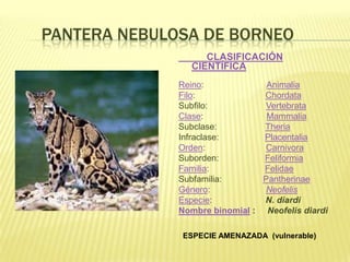 PANTERA NEBULOSA DE BORNEO
                   CLASIFICACIÓN
                CIENTÍFICA
              Reino:             Animalia
              Filo:             Chordata
              Subfilo:          Vertebrata
              Clase:             Mammalia
              Subclase:         Theria
              Infraclase:       Placentalia
              Orden:            Carnivora
              Suborden:         Feliformia
              Familia:          Felidae
              Subfamilia:       Pantherinae
              Género:           Neofelis
              Especie:          N. diardi
              Nombre binomial : Neofelis diardi

              ESPECIE AMENAZADA (vulnerable)
 
