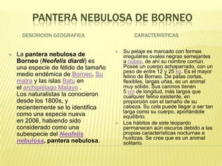 PANTERA NEBULOSA DE BORNEO
     DESCRICION GEOGRAFICA                    CARACTERISTICAS

                                         Su pelaje es marcado con formas
   La pantera nebulosa de                irregulares ovales negras semejantes
    Borneo (Neofelis diardi) es           a nubes, de ahí su nombre común.
    una especie de félido de tamaño       Posee un cuerpo achaparrado, con un
                                          peso de entre 12 y 25 kg. Es el mayor
    medio endémica de Borneo, Su          felino de Borneo. De patas cortas,
    matra y las islas Batu en             flexibles, largas uñas, es un animal
    el archipiélago Malayo .              muy sólido. Sus caninos tienen
                                          5 cm de longitud, más largos que
    Los naturalistas la conocieron        cualquier felino existente, en
    desde los 1800s, y                    proporción con el tamaño de su
    recientemente se lo identifica        cabeza. Su cola puede llegar a ser tan
                                          larga como su cuerpo, aportándole
    como una especie nueva                equilibrio.
    en 2006, habiendo sido               Los hábitos de este leopardo
    considerado como una                  permanecen aún oscuros debido a las
    subespecie del Neofelis               propias características nocturnas e
                                          huidizas. Se cree que es un animal
    nebulosa, pantera nebulosa.           solitario.
 