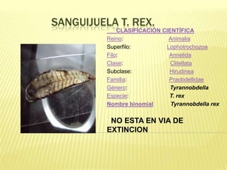 SANGUIJUELA T. REX.
              CLASIFICACIÓN CIENTÍFICA
          Reino:              Animalia
          Superfilo:         Lophotrochozoa
          Filo:               Annelida
          Clase:               Clitellata
          Subclase:           Hirudinea
          Familia:            Praobdellidae
          Género:              Tyrannobdella
          Especie:            T. rex
          Nombre binomial      Tyrannobdella rex


           NO ESTA EN VIA DE
          EXTINCION
 