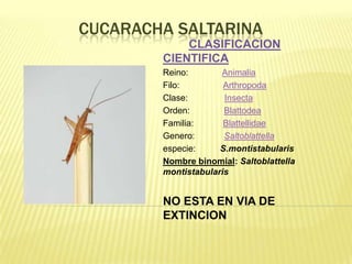 CUCARACHA SALTARINA
            CLASIFICACION
        CIENTIFICA
        Reino:       Animalia
        Filo:         Arthropoda
        Clase:        Insecta
        Orden:        Blattodea
        Familia:      Blattellidae
        Genero:       Saltoblattella
        especie:     S.montistabularis
        Nombre binomial: Saltoblattella
        montistabularis


        NO ESTA EN VIA DE
        EXTINCION
 
