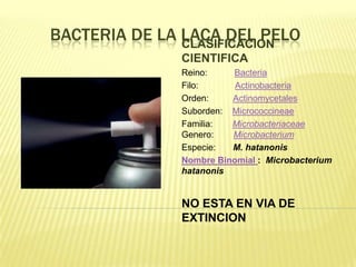 BACTERIA DE LA LACA DEL PELO
               CLASIFICACION
              CIENTIFICA
              Reino:    Bacteria
              Filo:      Actinobacteria
              Orden:    Actinomycetales
              Suborden: Micrococcineae
              Familia:  Microbacteriaceae
              Genero:   Microbacterium
              Especie:  M. hatanonis
              Nombre Binomial : Microbacterium
              hatanonis


              NO ESTA EN VIA DE
              EXTINCION
 