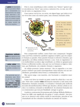 Ensino Médio

     Os genes são responsáveis            Pois é, essas semelhanças estão contidas nos “fatores” (genes) que
    por tudo que somos: influen-      se encontram na “chave” que acessa a natureza viva, ou seja, nas célu-
    ciam o funcionamento e o          las de todos os organismos vivos.
    desenvolvimento dos nossos
                                          Com certeza você já viu, ou ouviu, em algum lugar, que todos os se-
    órgãos, determinam a pro-
                                      res vivos têm como sua menor parte, uma estrutura chamada célula.
    dução de proteínas do nosso
    corpo, nos conferem caracte-
    rísticas como cor da pele, cor
    dos cabelos, tamanho dos                                                           O ser humano possui
    dentes, tipo sangüíneo...                                                          cerca de 100 trilhões
                                                                                       de células...
                                                                                       Dentro das células, es-
                                                                                       tá o núcleo...
                                                                                       No interior do núcleo,
                                                                                       os cromossomos...
                                                                                       Nos cromossomos en-
                                                                                       contramos os genes...
                                                                                       Os genes são forma-
                                                                                       dos pelo DNA.
                                            Representação do mate-
                                             rial genético de uma cé-
                                             lula eucariótica.

     Organismos multicelu-                Para compreender melhor, vamos fazer uma comparação. Imagine
    lares: são organismos cons-       uma casa! Para construí-la o pedreiro organiza os tijolos, que em conjun-
    tituídos por mais de uma cé-      to formam as paredes. Estas paredes formam os diversos cômodos, que
    lula.                             agrupados, em última instância formam a casa. Com os organismos vi-
                                      vos multicelulares acontece algo semelhante: as células se agrupam para
     O núcleo celular é for-          formar os diferentes tecidos, estes por sua vez formam os órgãos e siste-
    mado por membrana nucle-          mas, que finalmente, em conjunto, formam o organismo.
    ar, cariolinfa, cromatina e nu-       As células possuem “partes menores”. São as organelas e os com-
    cléolo.                           postos celulares que juntos desempenham várias funções em seu me-
                                      tabolismo, permitindo desta forma a continuidade da vida.
     Para aprofundar seus co-             Mas quem tange, com maestria, este fascinante e complexo mun-
    nhecimentos sobre CÉLU-           do celular?
    LA, leia neste Livro Didático         Como você deve ter notado na parte central da célula fica o seu nú-
    Público o Folhas “Célula:         cleo. Nele estão contidas várias informações inerentes à vida numa rede
    que unidade é essa que
                                      filamentosa chamada cromatina. A cromatina é formada pela molécula
    constitui e mantém to-
                                      de ácido desoxirribonucléico (DNA) que durante a divisão celular se en-
    dos os seres vivos?”.
                                      rola e se condensa, tornando-se identificável. As estruturas formadas são
                                      os cromossomos que tem por finalidade carregar os genes.
                                          A palavra cromossomo foi proposta pelo biólogo Wilhelm Waldeyer-
                                      Hartz em 1888, cujo significado em grego é “corpo colorido”. Isso por-
                                      que ao se observar uma célula corada ao microscópio, percebe-se um
                                      emaranhado de fios coloridos localizados no interior do núcleo.


130 Biodiversidade
 