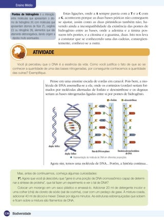 Ensino Médio

     Pontes de hidrogênio é a interação            Estas ligações, onde a A sempre pareia com a T e a C com
    entre moléculas que apresentam o áto-       a G, acontecem porque as duas bases púricas não conseguem
    mo de hidrogênio (H) com moléculas que      se ajustar, assim como as duas pirimídicas também não; ha-
    apresentam átomos de flúor (F), oxigênio    vendo ainda a incompatibilidade da existência das pontes de
    (O) ou nitrogênio (N), elementos que são    hidrogênio entre as bases, onde a adenina e a timina pos-
    altamente eletronegativos, dando origem a   suem três pontes, e a citosina e a guanina, duas. Isto nos leva
     dipolos muito acentuados.                  a constatar que se conhecendo uma das cadeias, conseqüen-
                                                temente, conhece-se a outra.

               	        ATIVIDADE

        Você já percebeu que o DNA é a essência da vida. Como você justifica o fato de que ao se
     conhecer a quantidade de uma das bases nitrogenadas, por conseguinte conhecemos a quantidade
     das outras? Exemplifique.

                                        Pense em uma enorme escada de cordas em caracol. Pois bem, a mo-
                                    lécula de DNA assemelha-se a ela, onde os corrimãos (cordas) seriam for-
                                    mados por moléculas alternadas de fosfato e desoxirribose e os degraus
                                    seriam as bases nitrogenadas ligadas entre si por pontes de hidrogênio.




                                                         Representação da molécula de DNA em diferentes proporções.

                                        Agora sim, temos uma molécula de DNA... Porém, a história continua...

         Mas, antes de continuarmos, conheça algumas curiosidades:
         1ª. Agora que você já descobriu que “gene é uma porção de DNA cromossômico capaz de determi-
     nar a síntese de proteína”, que tal fazer um experimento e ver o tal de DNA?
          Colocar um morango em um saco plástico e amassá-lo. Adicionar 20 ml de detergente incolor e
     uma colher (chá) de cloreto de sódio (sal de cozinha), coar com um pedaço de gase. À mistura coada,
     adicionar 40 ml de álcool e mexer. Deixar por alguns minutos. As estruturas esbranquiçadas que sobem
     e ficam sobre a mistura são filamentos de DNA.



136 Biodiversidade
 