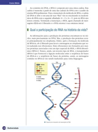 Ensino Médio

                         Ao contrário do DNA, o RNA é composto por uma única cadeia. Esta
                      cadeia é transcrita a partir de uma das cadeias do DNA com o auxílio da
                      enzima RNA-polimerase. Para a transcrição da molécula de RNA, a cadeia
                      de DNA se abre e em uma de suas “fitas” vão se encaixando os nucleotí-
                      deos de RNA com a seguinte afinidade: G – C e A – U, pois no RNA não
                      temos a timina. Terminada a transcrição, o RNA, agora chamado de men-
                      sageiro (RNA-m) é liberado e o DNA retorna à sua estrutura inicial.


                       	 Qual a participação do RNA na história da vida?
                          As informações para a produção de proteínas encontram-se no nú-
                      cleo, mais precisamente no DNA. Mas, a produção das proteínas ocor-
                      re principalmente no citoplasma. Então, após a formação da molécula
                      de RNA-m, ele é liberado para levar a mensagem ao citoplasma que se-
                      rá traduzida nos ribossomos. Estes ribossomos são formados por mui-
                      tas proteínas associadas com um tipo especial de RNA, o RNA-ribossô-
                      mico (RNA-r). Temos, ainda, um terceiro tipo de RNA, o transportador
                      (RNA-t) que fornecerá a ligação molecular entre a seqüência de bases
                      do RNA-m e a seqüência de bases da proteína, assim, as mensagens
                      contidas no RNA-m vão sendo traduzidas para outra linguagem.




                                          Esquema do mecanismo de transcrição do DNA.


138 Biodiversidade
 