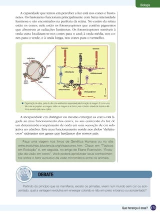Biologia

   A capacidade que temos em perceber a luz está nos cones e basto-
netes. Os bastonetes funcionam principalmente com baixa intensidade
luminosa e são encontrados na periferia da retina. No centro da retina
estão os cones; nele estão os fotorreceptores que contêm pigmentos
que absorvem as radiações luminosas. Os fotorreceptores sensíveis à
onda curta localizam-se nos cones para o azul; à onda média, nos co-
nes para o verde, e à onda longa, nos cones para o vermelho.




     Organização da retina, parte do olho dos vertebrados responsável pela formação da imagem. É como uma
      tela onde se projetam as imagens: retém as imagens e as traduz para o cérebro através de impulsos elé-
      tricos enviados pelo nervo óptico.


    A incapacidade em distinguir ou mesmo enxergar as cores está li-
gada ao mau funcionamento dos cones, na sua conversão da luz de
um determinado comprimento de onda em uma sensação de cor sub-
jetiva no cérebro. Este mau funcionamento reside nos alelos “defeitu-
osos” existentes nos genes que herdamos dos nossos pais.

    Faça uma viagem nos livros de Genética Humana ou no site
 www.evoluindo.biociencia.org/visaocores.htm. Clique em “Tópicos
 em Evolução” e, em seguida, no artigo de Eliane Evanovich, “Evolu-
 ção da visão em cores”. Você poderá aprofundar seus conhecimen-
 tos sobre o fator evolutivo da visão tricromática entre os animais.




            	          DEBATE

    Partindo do princípio que os mamíferos, exceto os primatas, vivem num mundo sem cor ou acin-
 zentado, qual a vantagem evolutiva em enxergar colorido e não em preto e branco ou acinzentado?




                                                                                                               Que herança é essa? 171
 