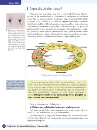 Ensino Médio

                                            	 O que são células-tronco?
                                               Células-tronco são células que têm o potencial de formar diferen-
                                           tes tecidos. Os estudos com as células-tronco começaram no início do
                                           século XX. Os pioneiros foram os alemães Hans Spemann (1869-1941)
                                           e Jacques Loeb (1859-1924), a partir de experimentos com células de
                                           embriões de anfíbios. Eles observaram que, quando as duas primeiras
                                           células de um embrião são separadas, cada uma é capaz de gerar um
                                           girino normal, e que, mesmo após as quatro primeiras divisões celula-
     Células tronco medulares cultiva-
      das em meio de cultura estimula-     res, o núcleo dessas células embrionárias ainda pode transmitir todas
      das para se diferenciar em Macró-    as informações necessárias à formação de girinos completos, se trans-
      fago. Visualização por microscopia
      óptica, coloração Giemsa, tama-      plantado para uma célula da qual o núcleo tenha sido retirado.
      nho aproximado 50 micrômetros.
      Fonte: foto de Mariana M. Pie-
      monte tirada no Centro de Mi-
      croscopia Eletrônica da Universi-
      dade Federal do Paraná, cedida
      pelo prof Dr Fabio Rueda Faucz,
      da PUC/PR.




                                                              Representação do mecanismo de formação de um anfíbio.



     Sabia que a ovelha Dolly
                                                 O nascimento da ovelha Dolly (1996), primeiro mamífero clonado a par-
    deu o ponta-pé inicial pa-
                                            tir do núcleo de uma célula adulta diferenciada (célula epitelial de glândula
    ra os estudos sobre células-
                                            mamária) mostrou que o núcleo de uma célula totalmente diferenciada é ca-
    tronco?
                                            paz de gerar um indivíduo adulto, se transplantado para um óvulo sem nú-
                                            cleo. Sobre a CLONAGEM, procure no Livro Didático Público de Biologia, o
                                            Folhas Clonagem: receita pronta para planejar novas gerações ou
                                            para produzir seres inimagináveis?


                                              Existem dois tipos de células-tronco:
                                              A) Células-tronco embrionárias (totipotentes ou pluripotentes):
                                              Derivadas do embrião, são totipotentes ou pluripotentes, depen-
                                           dendo da fase embrionária em que se encontram.
                                              Quando formam qualquer tecido do corpo são denominadas toti-
                                           potentes. São pluripotentes quando não tem potencial para formar um
                                           organismo completo.

230 Implicações dos Avanços Biológicos no Fenômeno VIDA
 